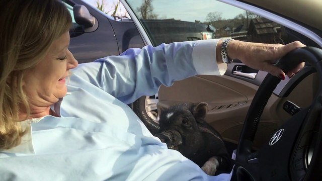 Quand un sanglier essaye de rentrer dans ta voiture lol