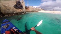 Faire du canoe Kayak avec des requins !! Hop le coup de pagaie