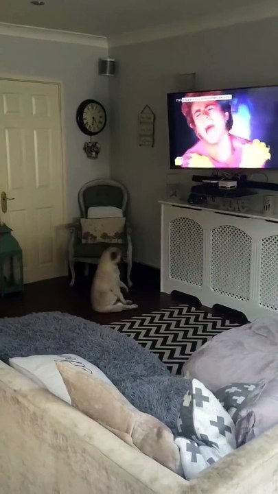 Quand ton chien se met à danser comme un fou sur Wake me up before you go go