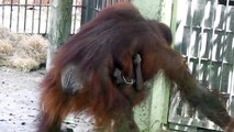 Mama orangutan 