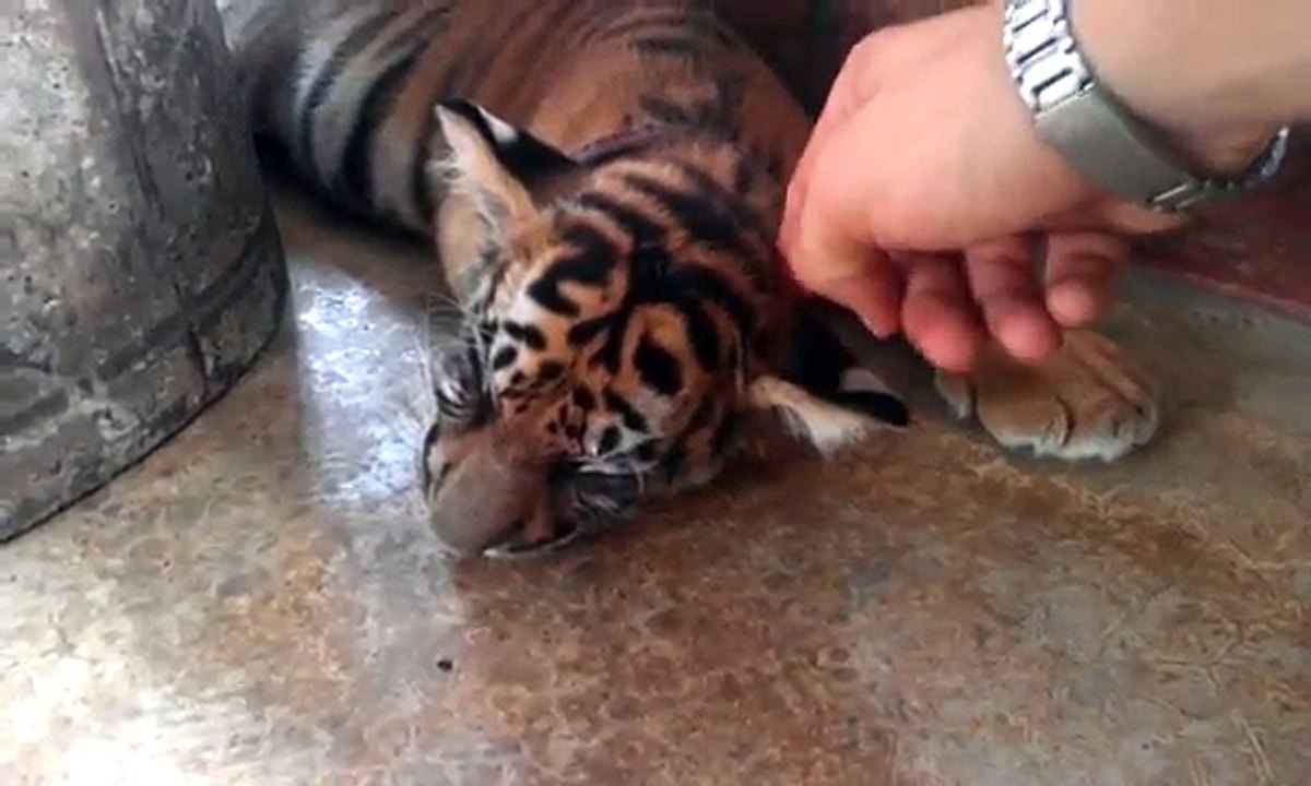 Cute baby tiger!!!