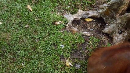 Baby orangutan playing