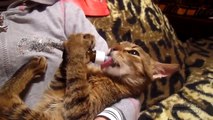 Funny Cats Compilation - Funny Cats 2016 Must See by Channel Popular