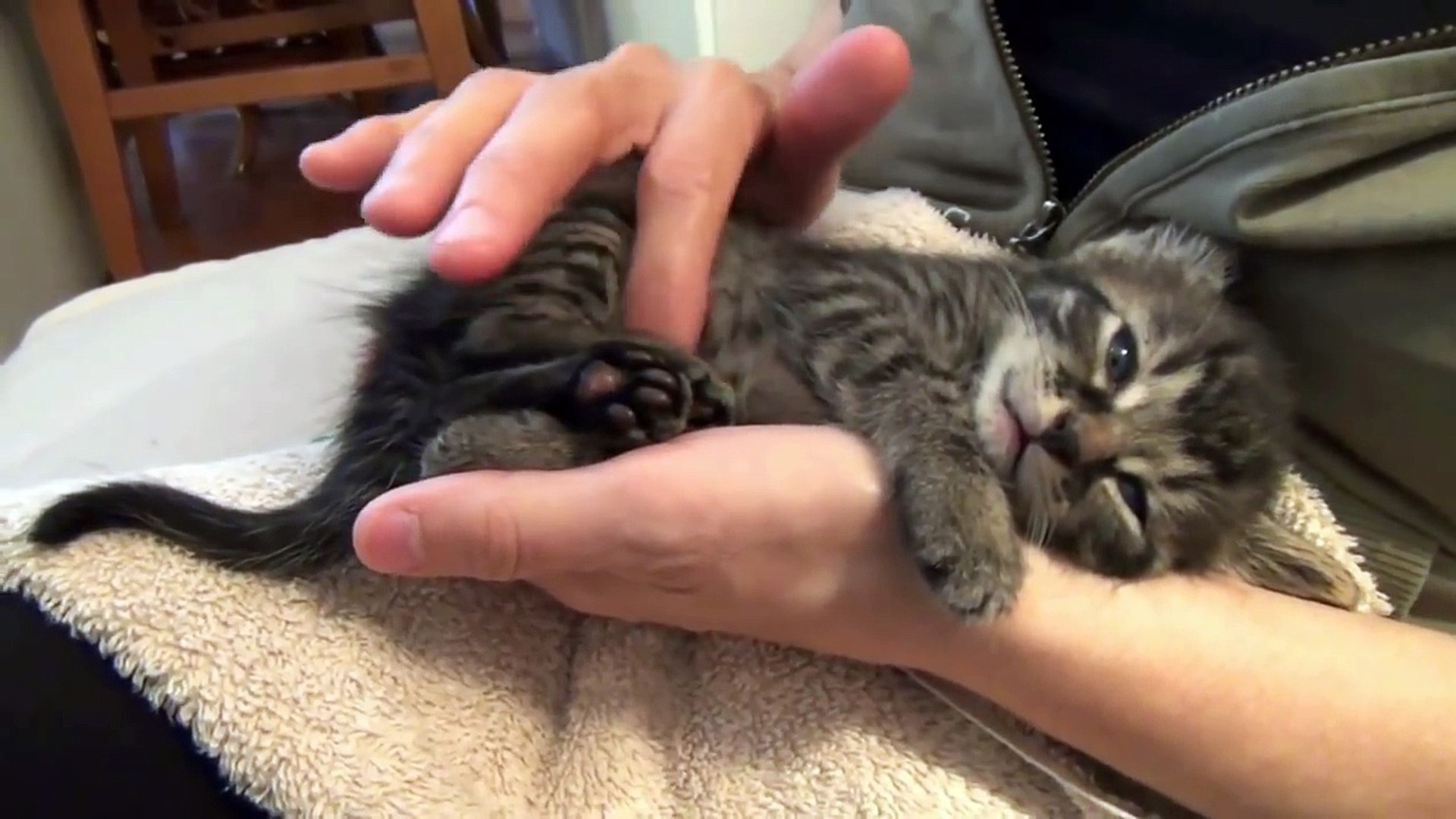 ⁣Funny Cats Funny Cat Videos Funny Cats Complation Cute Cat 2015