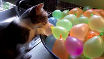 Funny Cats vs Balloons Compilation Vines 2016