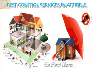 PEST_CONTROL_SERVICES_IN_ATTIBELE