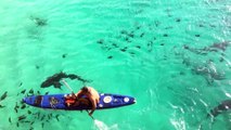 Des Requins des Galápagos ont trouvé leur repas sur l'île Ascension