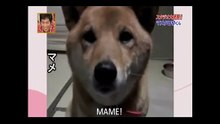 Ce que fait ce chien quand sa maîtresse lui demande d'aboyer silencieusement est incroyable !