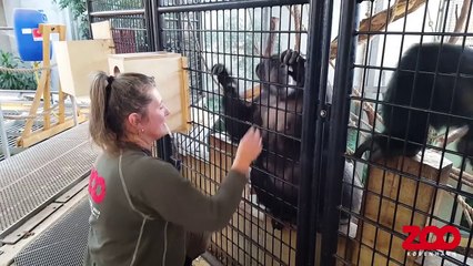 Chimpanse får tjekket drægtig mave | Copenhagen Zoo