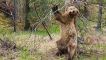 Bear dancing to The Pussycat Dolls