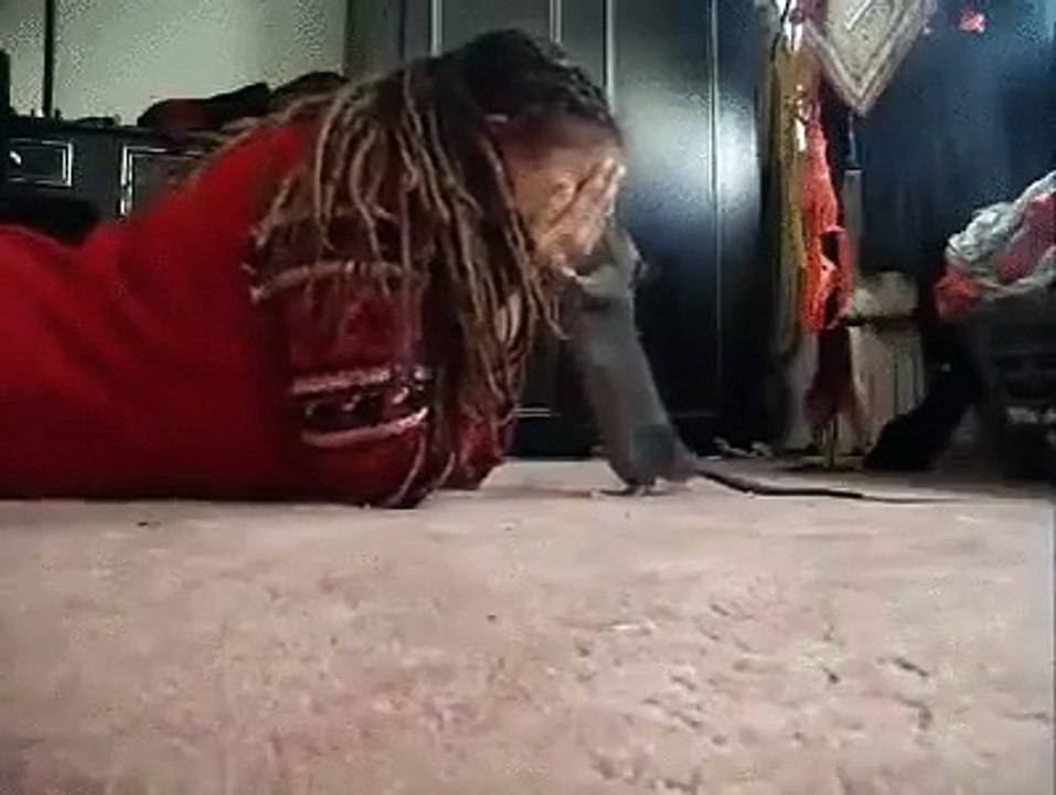 Pet rat gets overly excited playing peek-a-boo