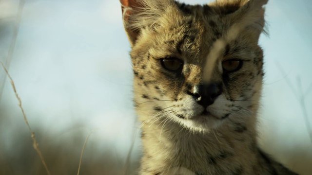 Planet Earth II. Trailer extendido - BBC Earth
