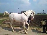 Horse Dancing Video