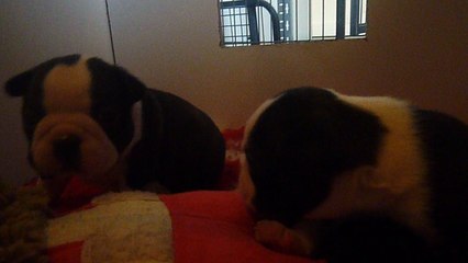 Mick de la Closerie Deval Boston Terrier