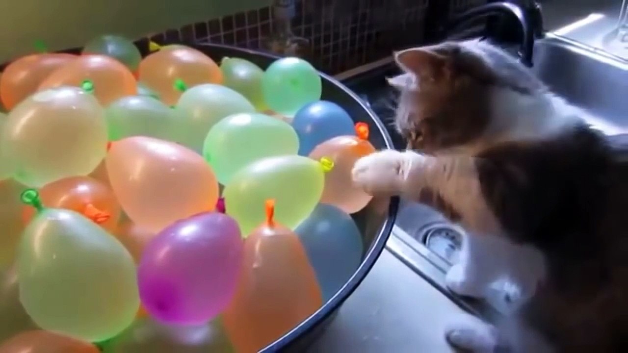 Funny Cats Eating Compilation May 2016