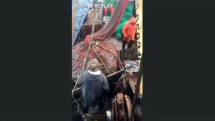 Il découvre une otarie dans leur filet de pêche !