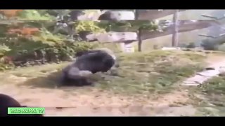 Increíble Depredadores Lucha | la Gran Batalla de los Animales de la Lucha Real | el Gorila, el Oso, el León HD
