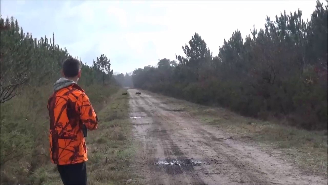 Chasse sanglier Quand un chasseur tombe a l'eau pour récupérer un sanglier