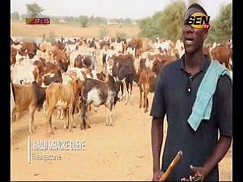 Vidéo- Cheikh Béthio Thioune en route vers le Magal : convoie des milliers de bœufs vers Touba