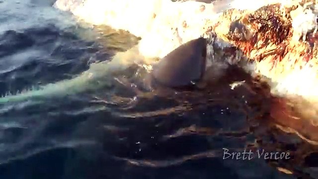 Five hungry sharks eat the carcass of a whale