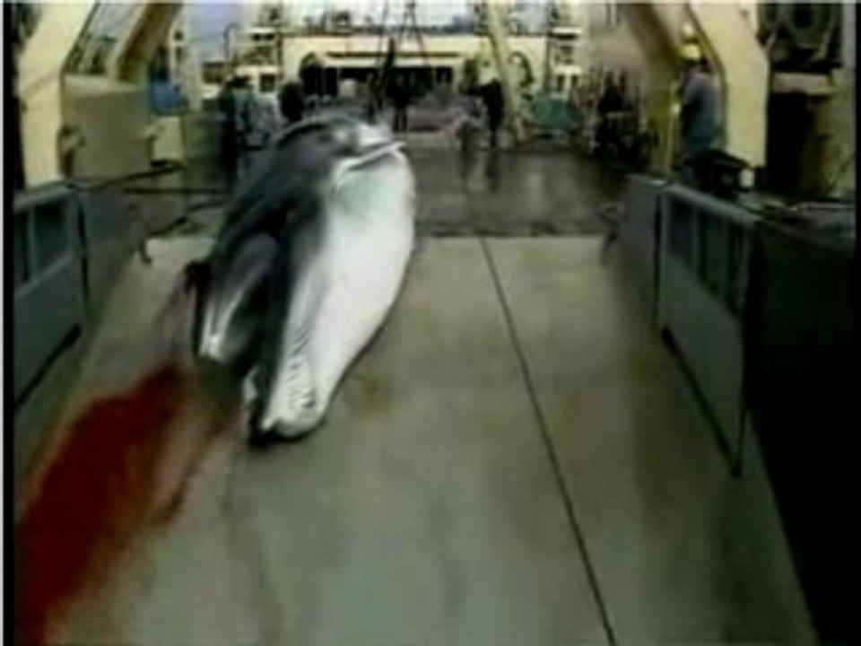 Hayden Panettiere Save the whales