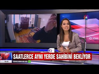 Sahibini 7 saat boyunca kanepede kıpırdamadan bekleyen sadık köpek
