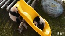 Toronto Zoo Giant Panda Cubs Play On Slide