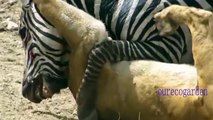 animal brutal fights lion VS buffalo and zebra