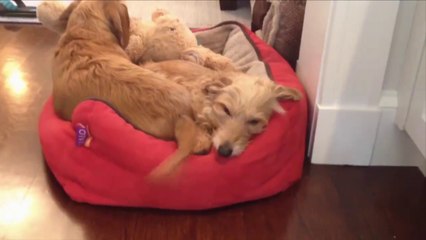 Vous allez kiffer cette compilation d'animaux tellement LOL