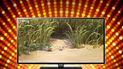 PIPER 2016 - Disney Pixar