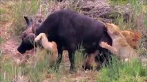 Animal Fights Craziest Fights till to Death