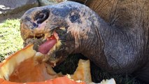 Galapagos Tortoises Hilariously Devour Pumpkins