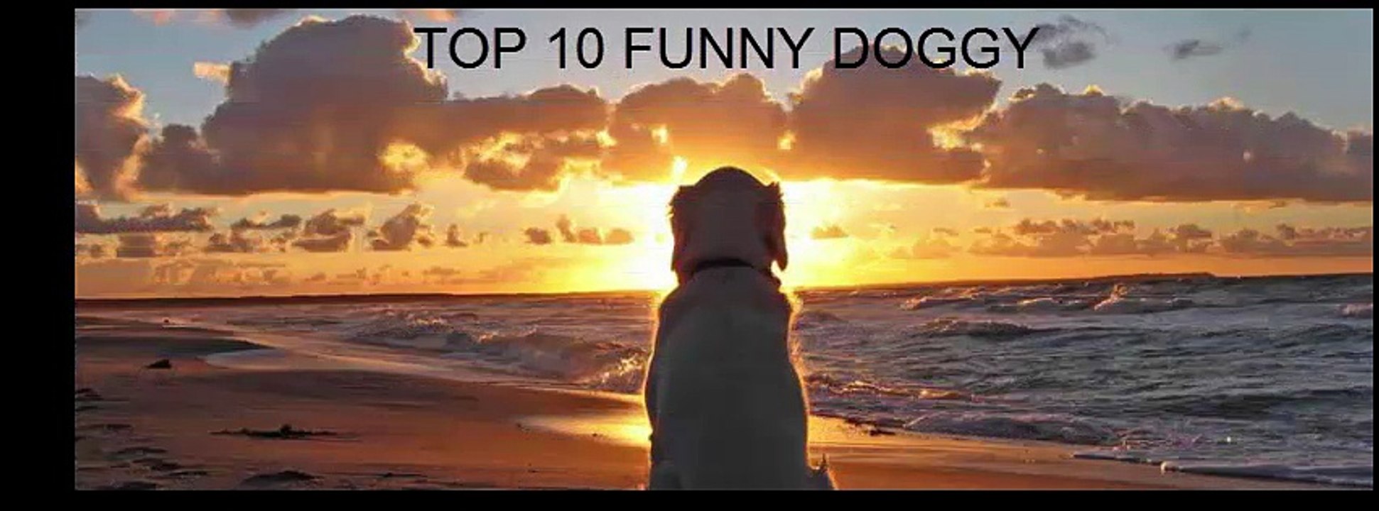 Top 10 Funny Dogs