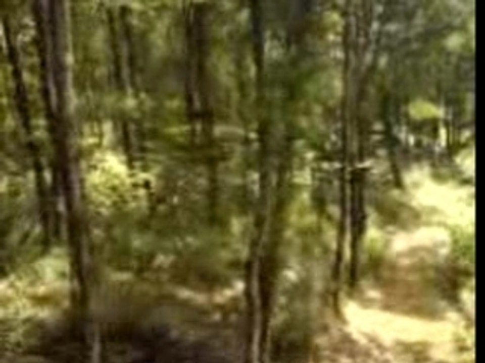 Le cri de tarzan