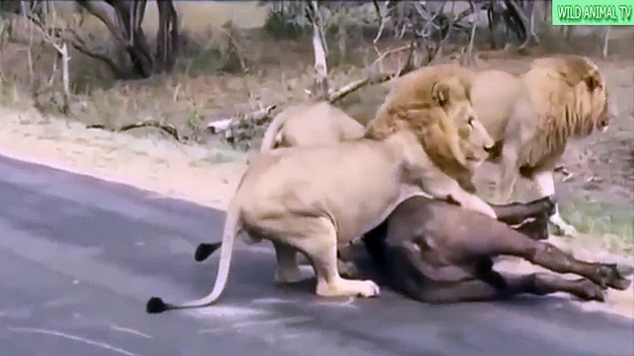 Top 5 los Mejores León vs Buffalo Full HD, León atacar y matar a buffalo | Videos Compilación de 2016