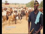 Magal : Convoi des milliers de bœufs Cheikh Béthio Thioune  vers Touba