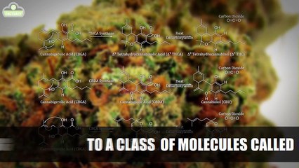 5 Facts About CBD That You Must Know