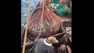 Fishing Net Comes Out Of Sea With Big Surprise