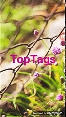 Top Tags - An app that helps you find Hastags For Instagram, Pinterest, Google Plus, Facebook