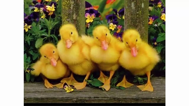 Танец маленьких утят | Детские песенки