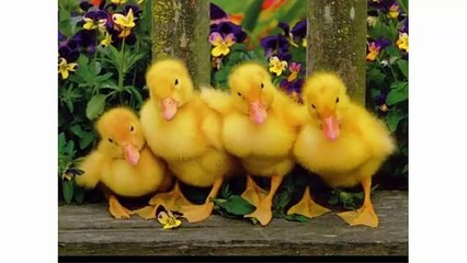 Танец маленьких утят | Детские песенки