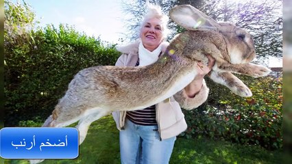 أضخم الحيوانات في العالم لن تصدق!