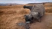 Exclusive: South African minister linked to rhino poaching