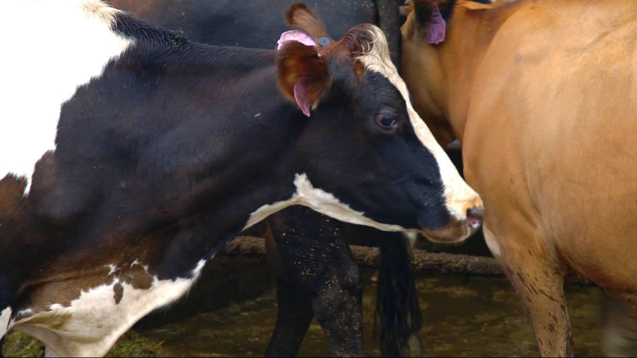 US farmers pressured to cut methane gas emissions