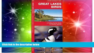 Must Have  Great Lakes Birds: A Folding Pocket Guide to Familiar Species (Pocket Naturalist Guide