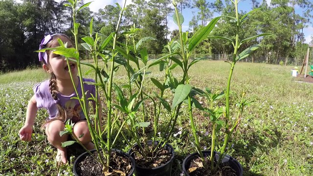 AMAZING REAL-LIFE CATERPILLAR TO BUTTERFLY METAMORPHOSIS Easy Science Experiments for Kids!