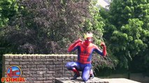 Spiderman in Real Life Shepherd Cows & Sheep Funny Spider-man Superhero SHMIRL