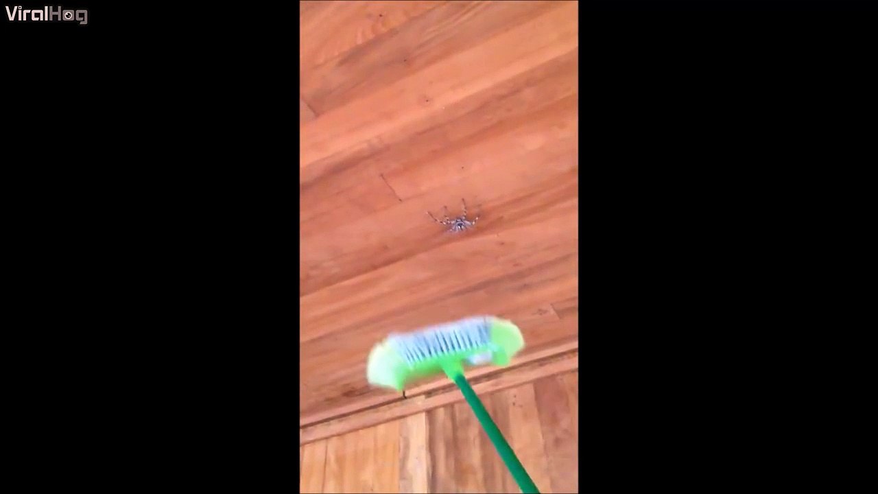 Quand tu as une Araignée au plafond... Une belle araignée...