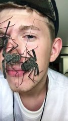 Un masque d'Halloween vivant à base d'araignées