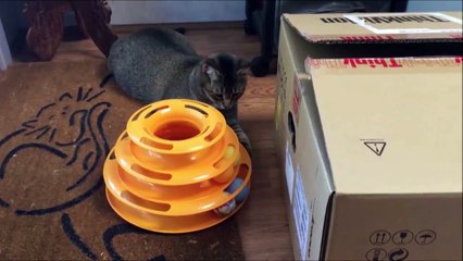 Range ta patte vilain chat
